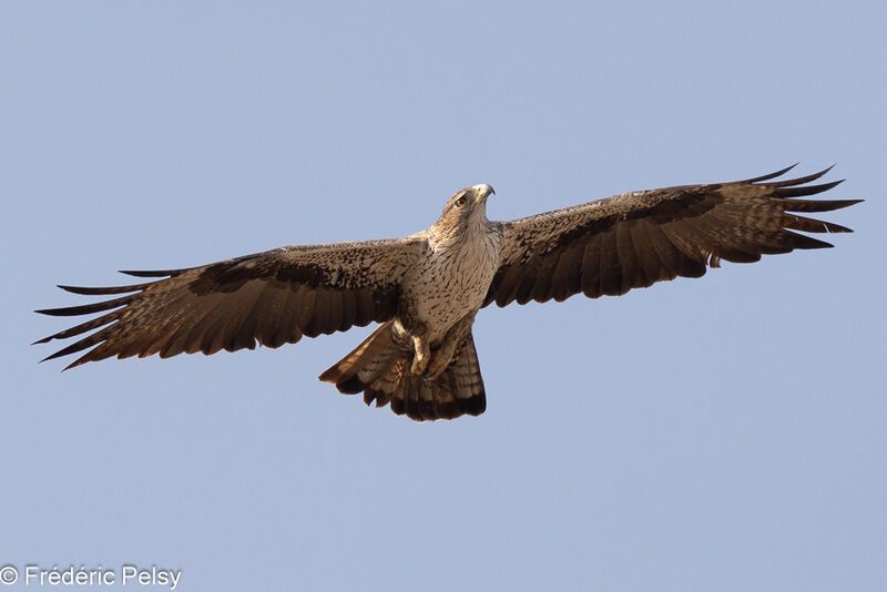 Bonelli's Eagleadult, Flight