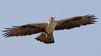 Bonelli's Eagle