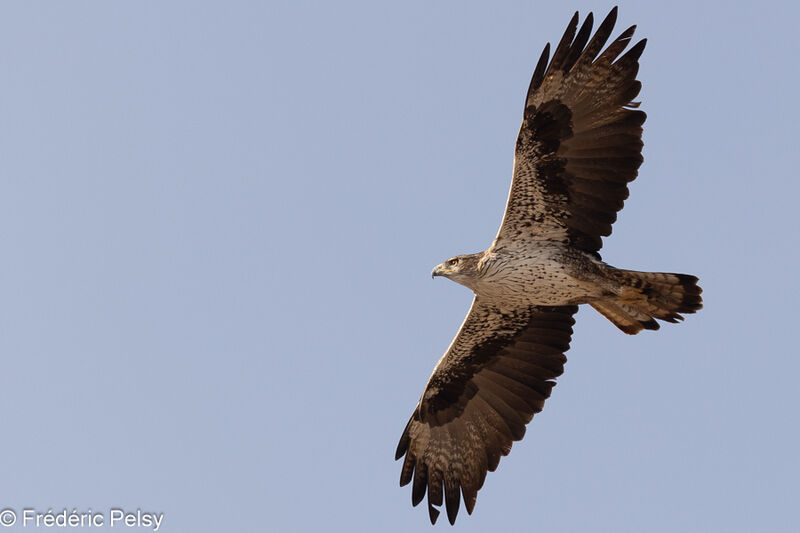 Aigle de Bonelliadulte, Vol