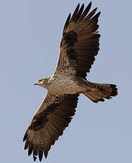 Aigle de Bonelli