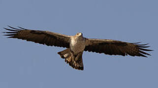 Aigle de Bonelli