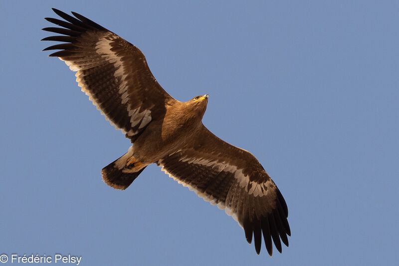 Steppe Eaglejuvenile