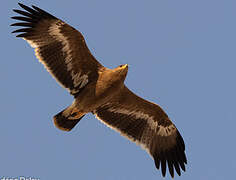 Steppe Eagle