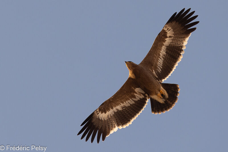 Aigle des steppesjuvénile