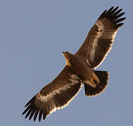 Steppe Eagle