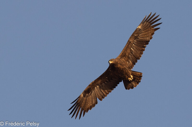 Steppe Eagleadult, Flight