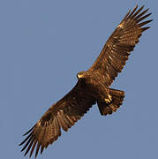 Steppe Eagle