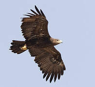 Steppe Eagle