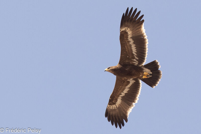 Aigle des steppesimmature, Vol