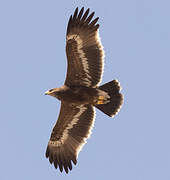 Aigle des steppes