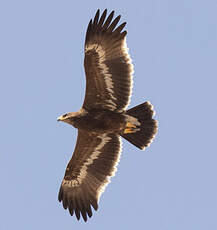 Aigle des steppes