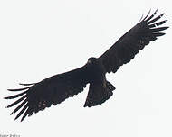Black Eagle (Ictinaetus malaiensis) · iNaturalist Guatemala