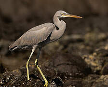 Western Reef Heron