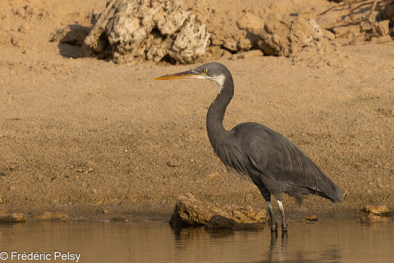 Western Reef Heron