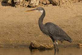 Aigrette des récifs