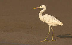 Aigrette des récifs