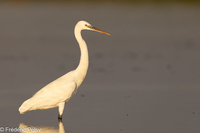 Aigrette des récifs