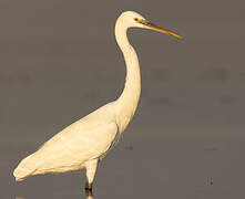 Western Reef Heron