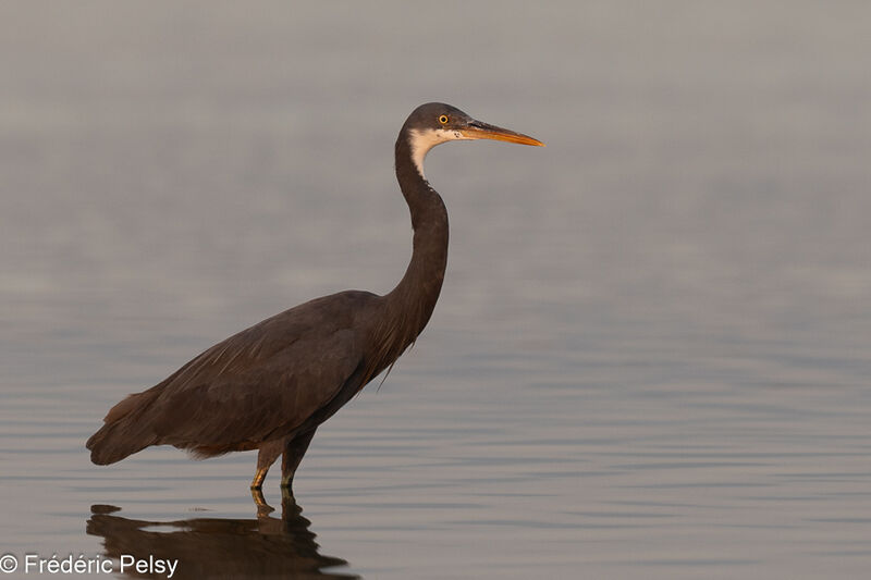 Western Reef Heron