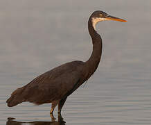 Western Reef Heron