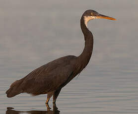 Aigrette des récifs