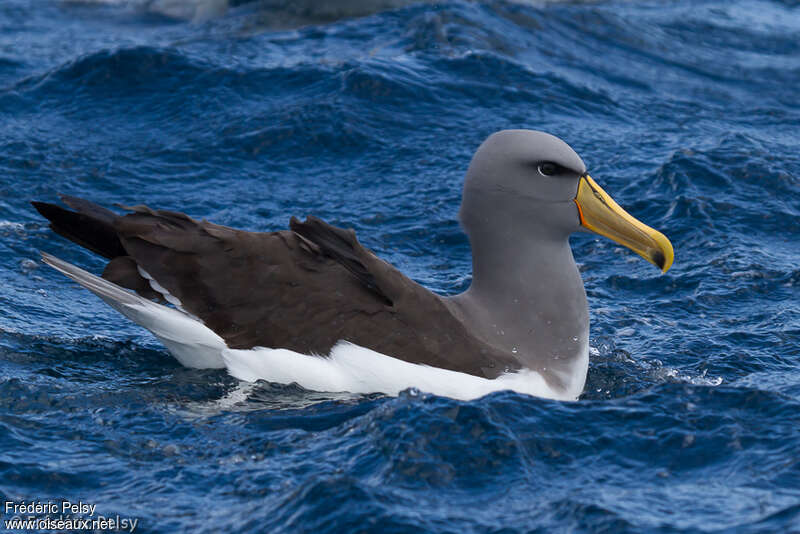 Albatros des Chathamadulte, identification