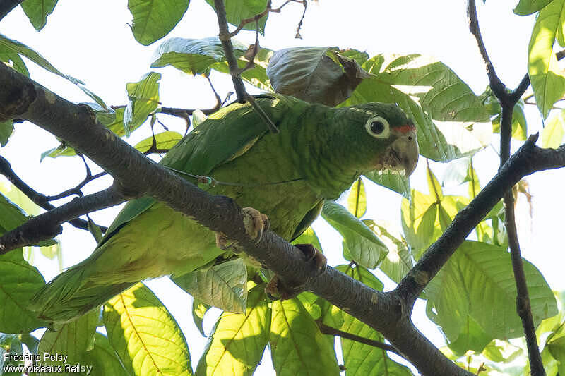 Puerto Rican Amazon - Amazona vittata adult - frpe224163