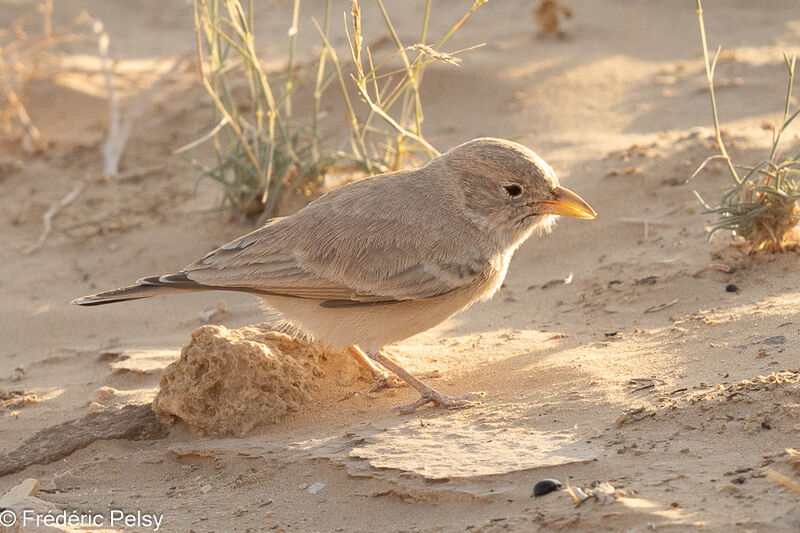 Desert Lark