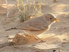 Desert Lark