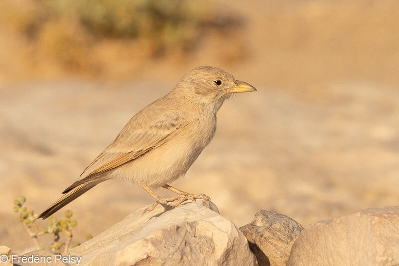 Desert Lark