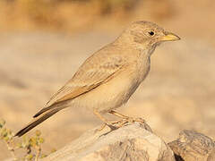 Desert Lark