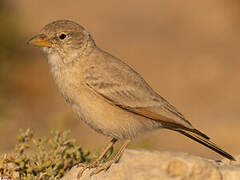 Desert Lark