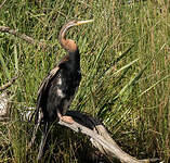 Anhinga d'Australie