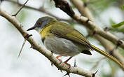 Apalis à gorge jaune