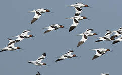 Avocette d'Australie