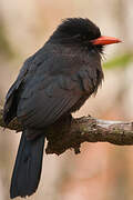 Black-fronted Nunbird