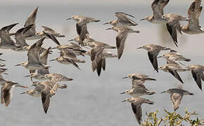 Great Knot