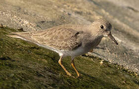 Temminck's Stint