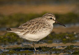 Broad-billed Sandpiper