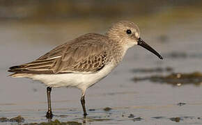 Dunlin