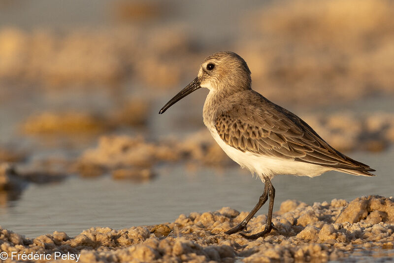 Dunlin