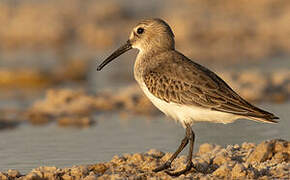 Dunlin