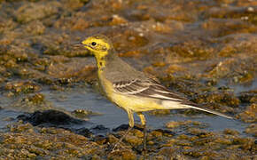 Citrine Wagtail