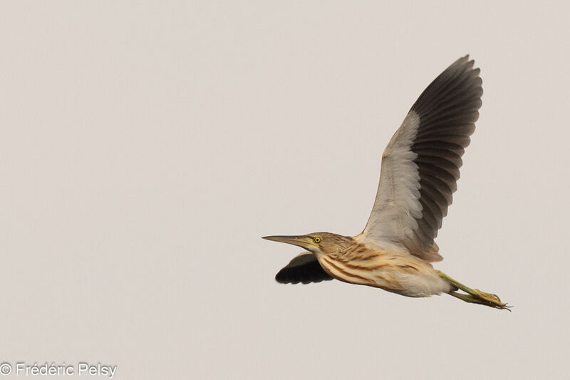 Yellow Bittern, Flight