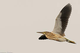 Yellow Bittern