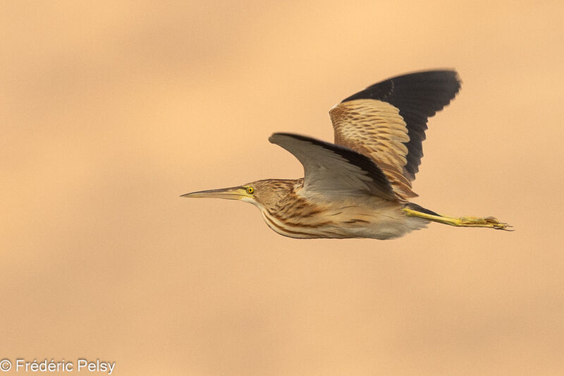 Yellow Bittern, Flight