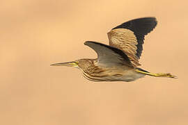 Yellow Bittern