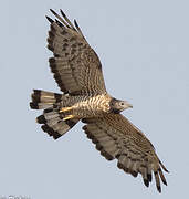 Crested Honey Buzzard