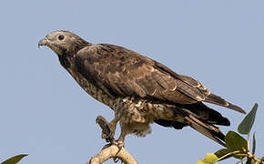 Crested Honey Buzzard