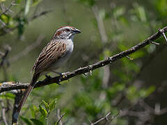 Chaco Sparrow